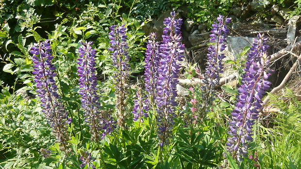 lupina mnoholistá Lupinus polyphyllus Lindl.