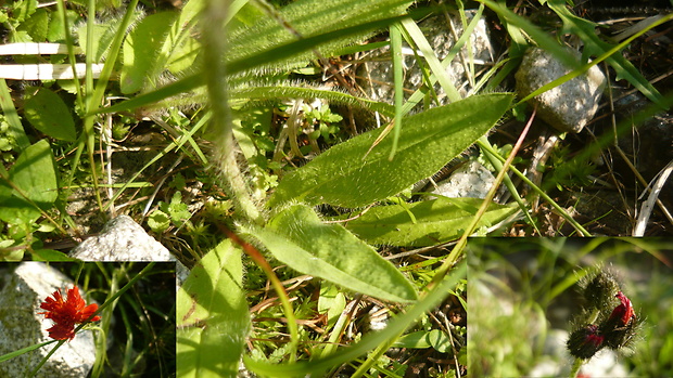 chlpánik oranžový karpatský Pilosella aurantiaca subsp. carpathicola (Nägeli & Peter) Soják