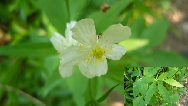 iskerník platanolistý Ranunculus platanifolius L.