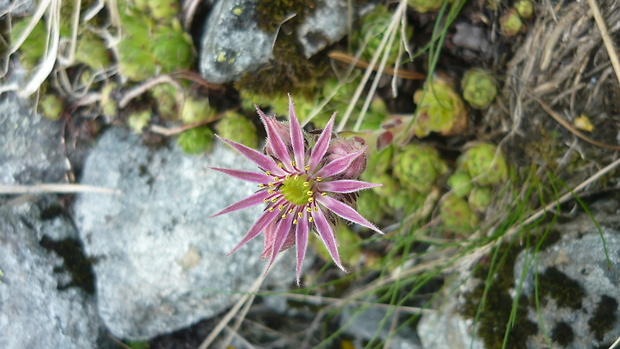 skalnica matranská Sempervivum matricum Letz, ined.