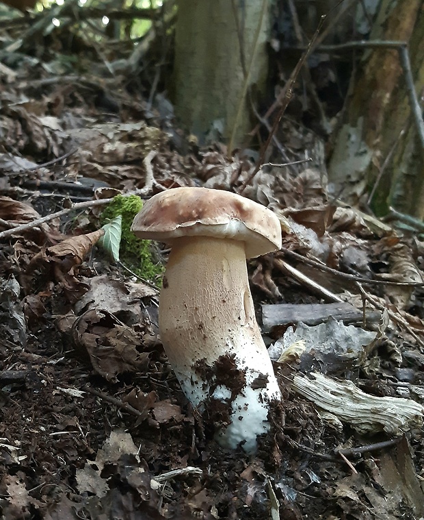 hríb dubový Boletus reticulatus Schaeff.