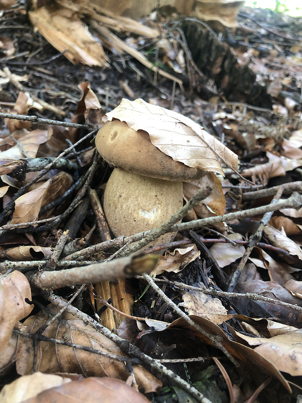 hríb dubový Boletus reticulatus Schaeff.