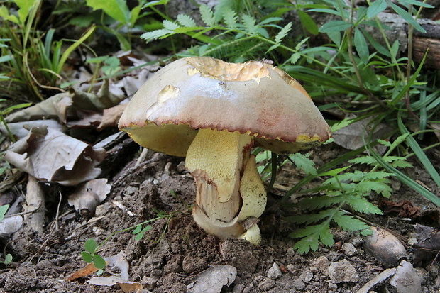 hríb sivoružový Butyriboletus roseogriseus (J. Šutara, M. Graca, M. Kolarík, V. Janda & M. Kríž) Vizzini & Gelardi