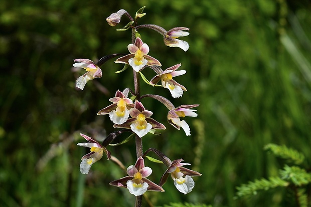 kruštík močiarny Epipactis palustris (L.) Crantz