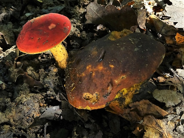 suchohríb karmínový Hortiboletus rubellus (Krombh.) Simonini, Vizzini & Gelardi