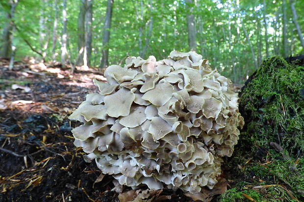 trúdnik klobúčkatý Polyporus umbellatus (Pers.) Fr.