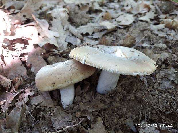 plávka mandľová Russula vesca Fr.