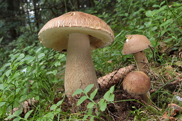 hríb dubový Boletus reticulatus Schaeff.