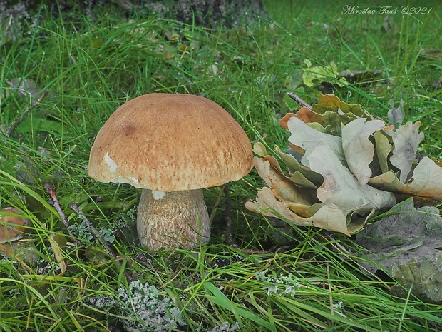 hríb dubový Boletus reticulatus Schaeff.