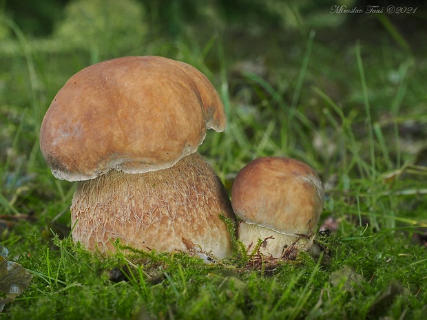 hríb dubový Boletus reticulatus Schaeff.