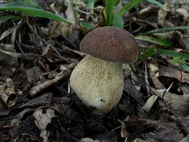 hríb dubový Boletus reticulatus Schaeff.