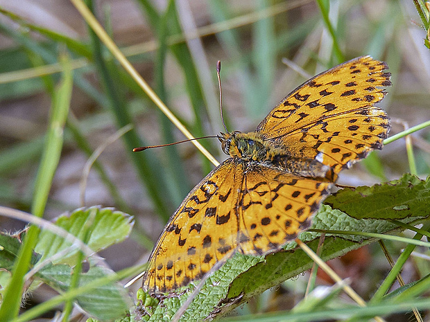 perlovec černicový  Brenthis daphne