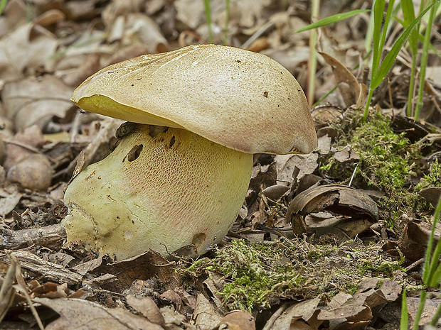 hríb striebristý Butyriboletus fechtneri (Velen.) D. Arora & J.L. Frank