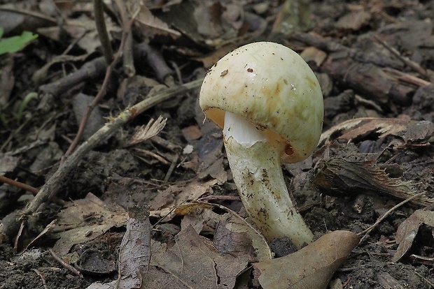 bedľovník orosený Chamaemyces fracidus (Fr.) Donk