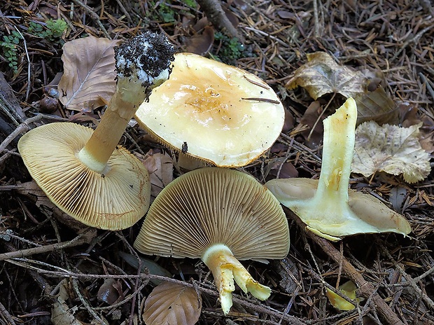 pavučinovec najbližší Cortinarius proximus-unus (Ramm & Rob. Henry) Bidaud, Moënne-Locc., Reumaux & Rob. Henry