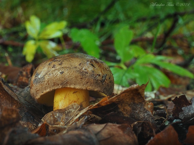 hríb modrejúci Cyanoboletus pulverulentus (Opat.) Gelardi, Vizzini & Simonini