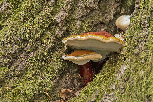 lesklokôrovka obyčajná Ganoderma lucidum (Curtis) P. Karst.