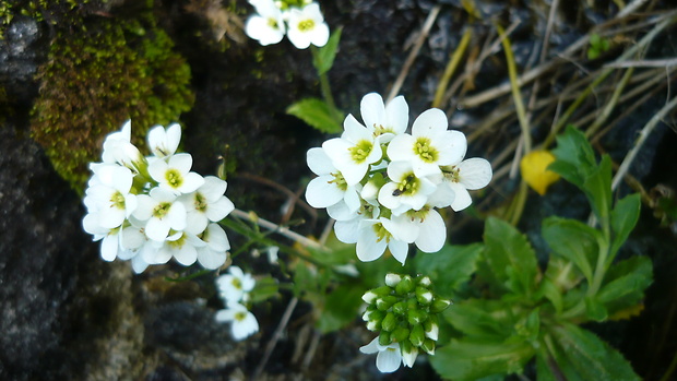 vápnička skalná Kernera saxatilis (L.) Sweet