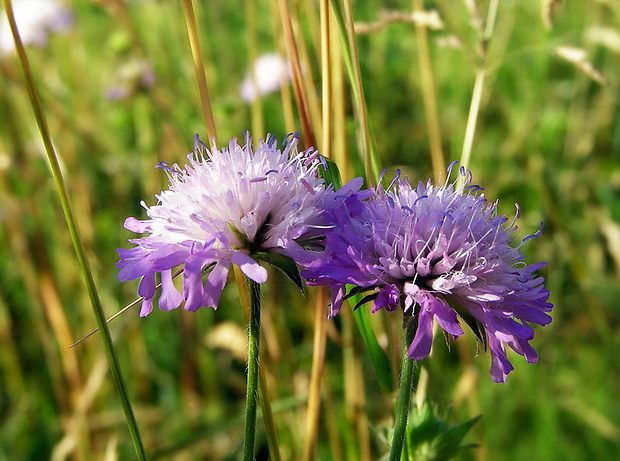 chrastavec roľný Knautia arvensis (L.) Coult.