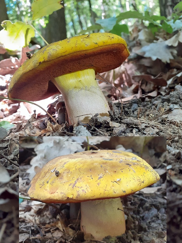 hríb zrnitohlúbikový odfarbený Neoboletus xanthopus (Quél.) Krieglst.