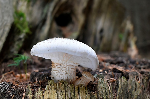 húževnatec šupinatý Neolentinus lepideus (Fr.) Redhead & Ginns