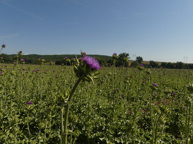 pestrec mariánsky Silybum marianum (L.) P. Gaertn.