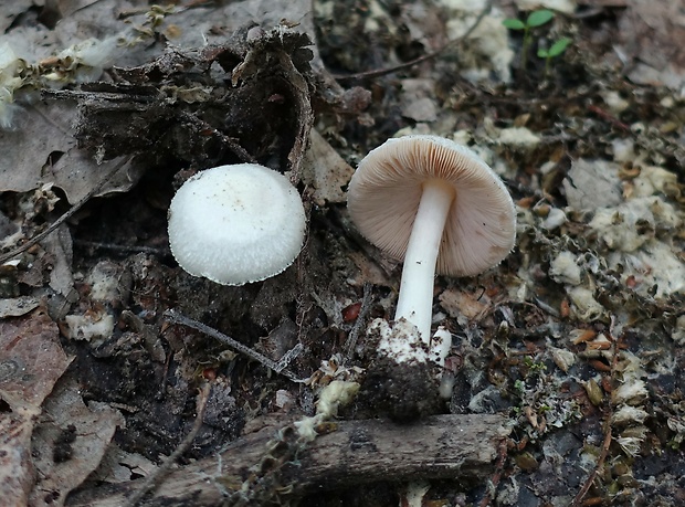 pošvovec smrekový Volvariella hypopithys (Fr.) Shaffer