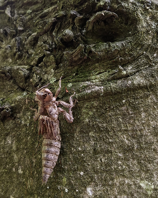 pásikavec dvojzubý - exúvium  Cordulegaster bidentata