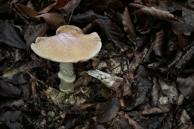 pavučinovec inovaťový Cortinarius caperatus (Pers.) Fr.