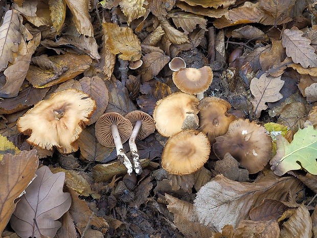 pavučinovec strohý Cortinarius furtimornatus Rob. Henry