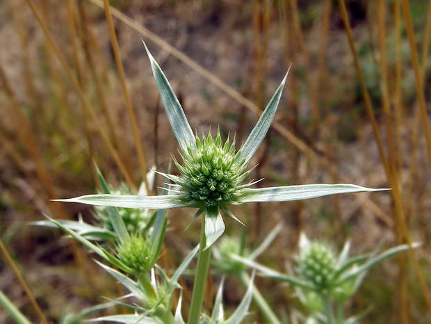 kotúč poľný Eryngium campestre L.