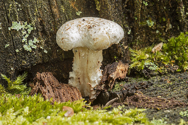 húževnatec šupinatý Neolentinus lepideus (Fr.) Redhead & Ginns