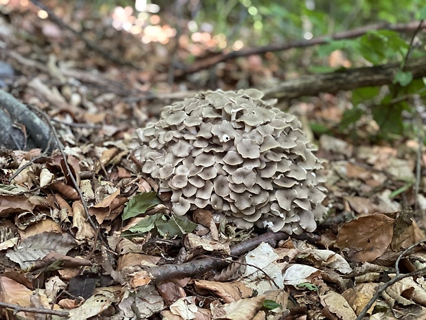 trúdnik klobúčkatý Polyporus umbellatus (Pers.) Fr.