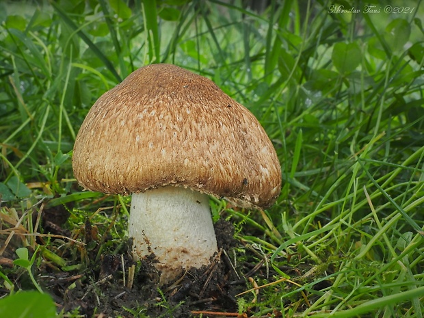 pečiarka obrovská Agaricus augustus Fr.