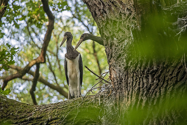 bocian čierny  Ciconia nigra