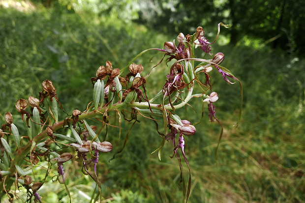 jazýčkovec  Himantoglossum jankae Somlyay, Kreutz &amp; Óvári