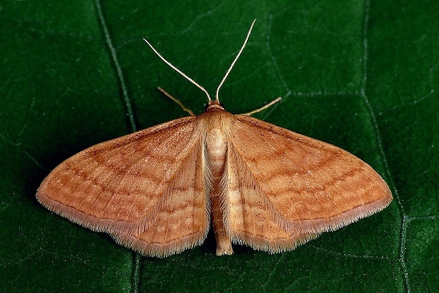 piadica okrová (sk) / žlutokřídlec okrový (cz) Idaea ochrata (Scopoli, 1763)