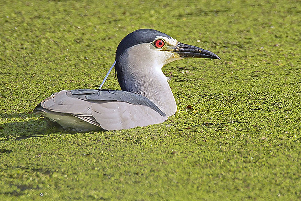 chavkoš nočný  Nycticorax nycticorax