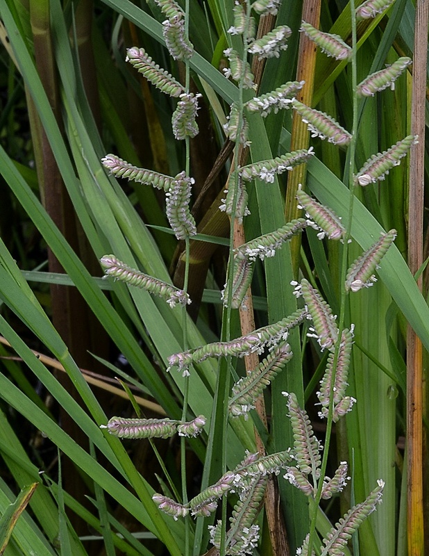 húseníkovec erukovitý Beckmannia eruciformis (L.) Host