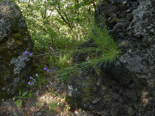 zvonček Campanula gentilis Kovanda