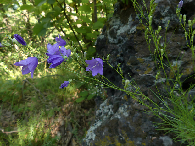 zvonček Campanula gentilis Kovanda