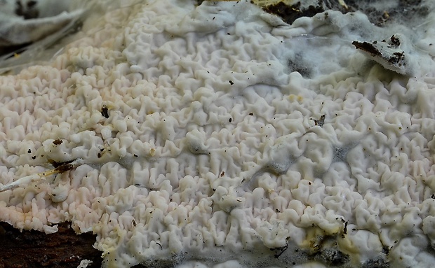 voskovec okrovohnedastý Ceraceomyces serpens (Tode) Ginns