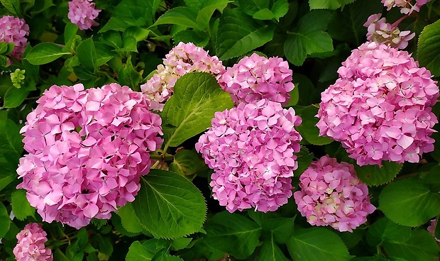 hortenzia kalinolistá Hydrangea macrophylla (Thunb.) Ser.