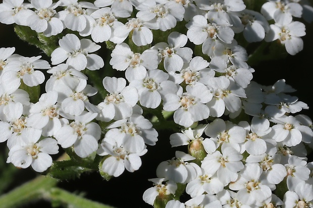 rebríček obyčajný Achillea millefolium L.