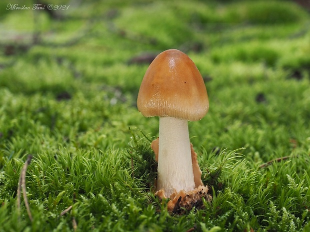 muchotrávka plavohnedá Amanita fulva Fr.