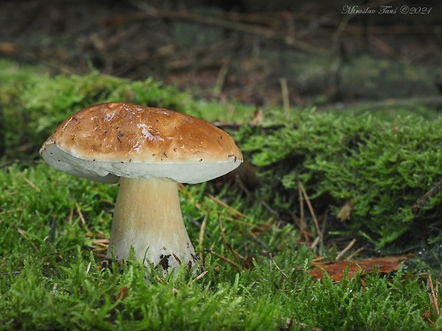 hríb smrekový Boletus edulis Bull.