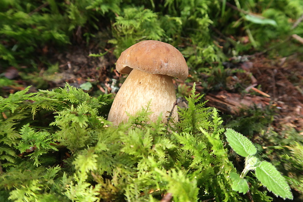 hríb dubový Boletus reticulatus Schaeff.