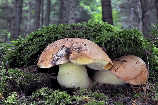 hríb horský Butyriboletus subappendiculatus (Dermek, Lazebn. & J. Veselský) D. Arora & J.L. Frank