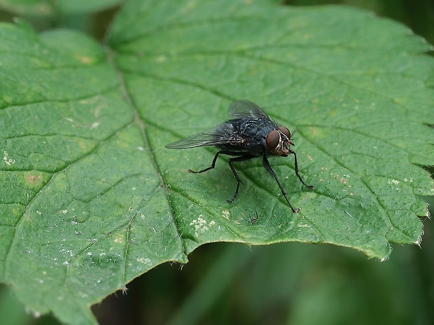 bzučivka obyčajná Calliphora vicina