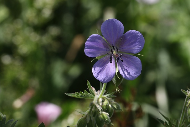 pakost lúčny Geranium pratense L.